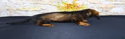 Miniature Dachshund dogs for sale: Wendy - Ad 7