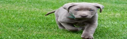 Labrador Retriever dogs for sale: Millie - Ad 9