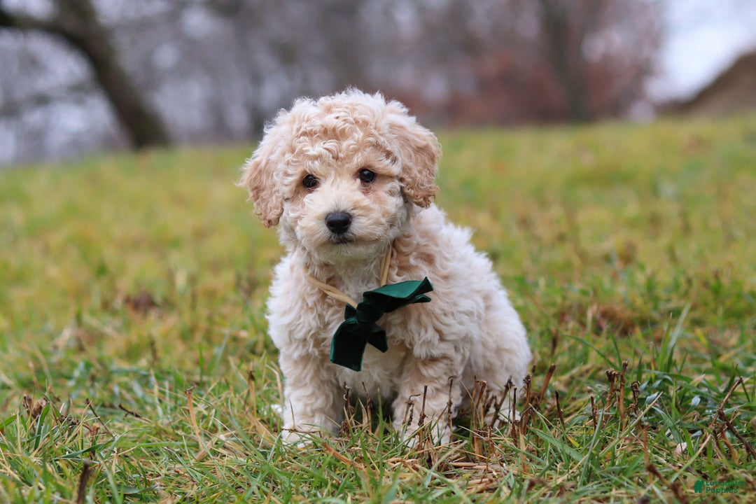 Bichpoo dogs for sale: Lucky - Ad 2