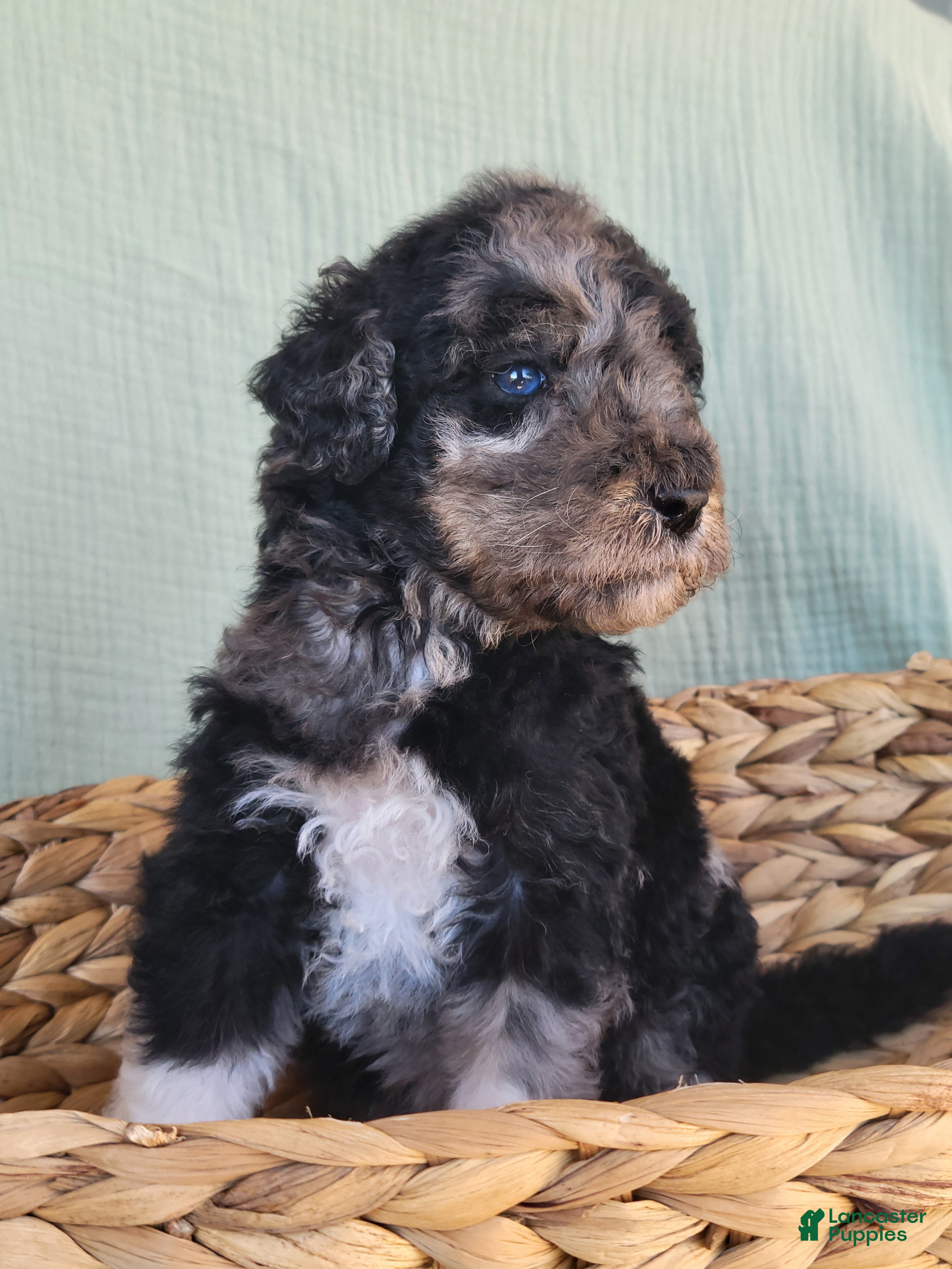 Aussiedoodle dogs for sale: Aussiedoodle 3 Mushu - Ad 17