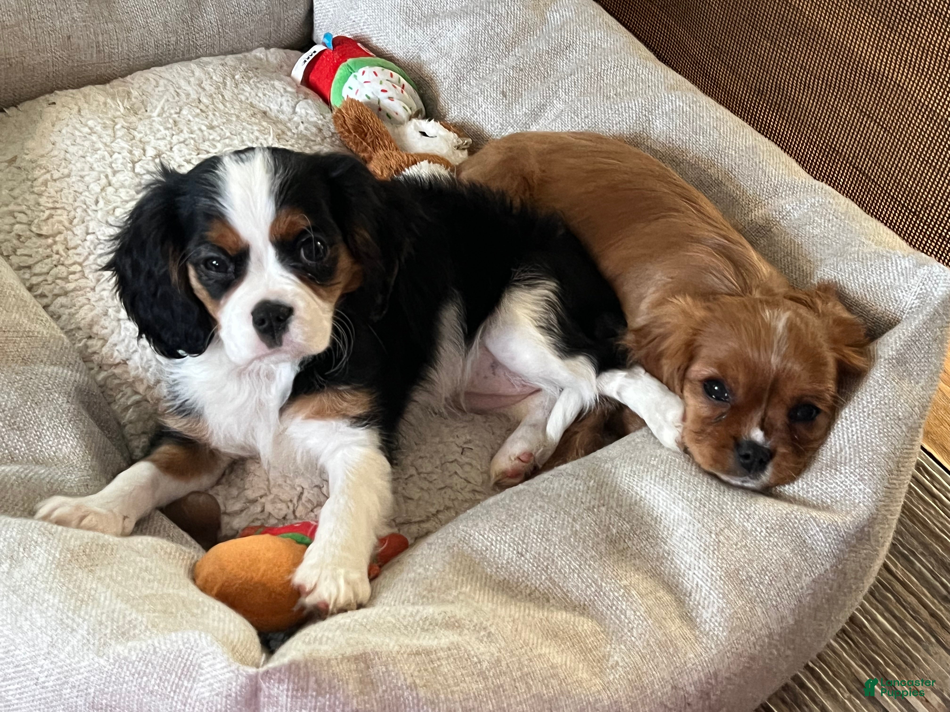 Cavalier King Charles Spaniel dogs Cavalier King Charles Spaniel Puppy 2 - Ad 9