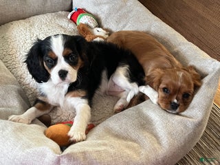 Cavalier King Charles Spaniel dogs Cavalier King Charles Spaniel Puppy 2 - Ad 10
