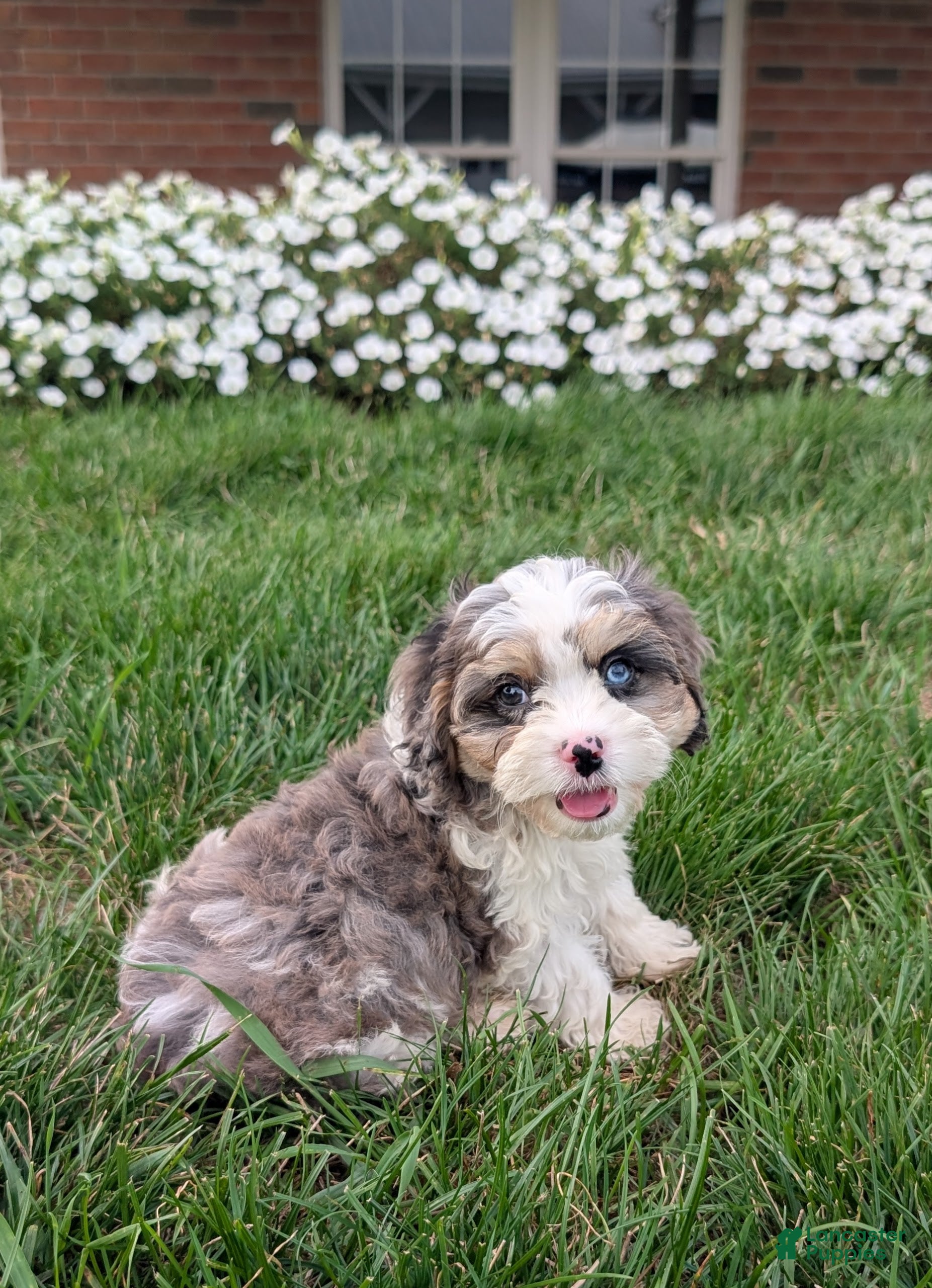 Cavapoo dogs Johney  - Ad 1