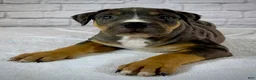 American Bully dogs for sale: XL American Bully Puppy Male - Ad 5