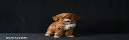 Miniature Poodle dogs for sale: Fiona - Ad 3