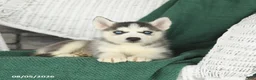 Siberian Husky dogs for sale: Virginia - Ad 4