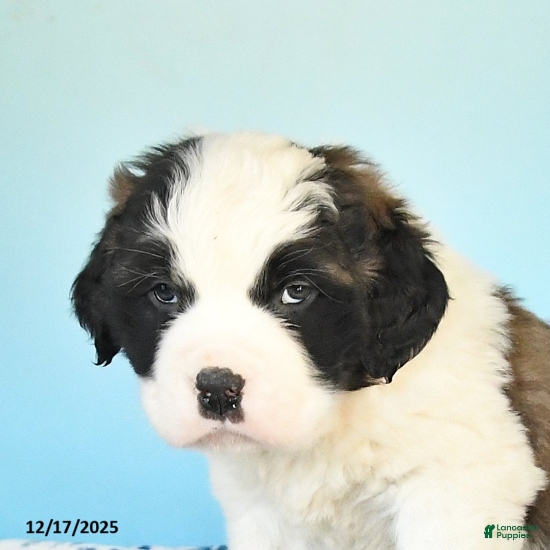 Saint Bernard dogs for sale: Colt - Ad 2