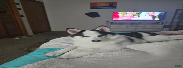 Prince