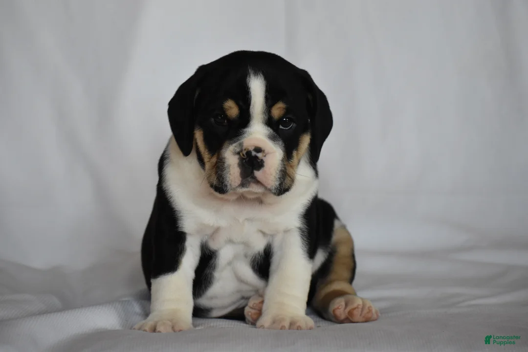 Beabull dogs for sale: Rocky - Ad 6
