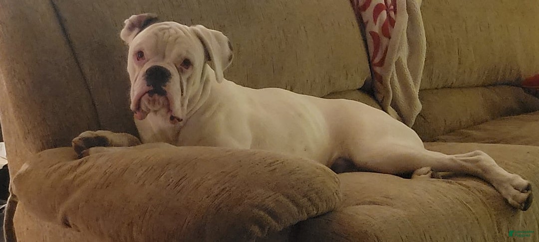 Boxer dogs for sale: Jack - Ad 10