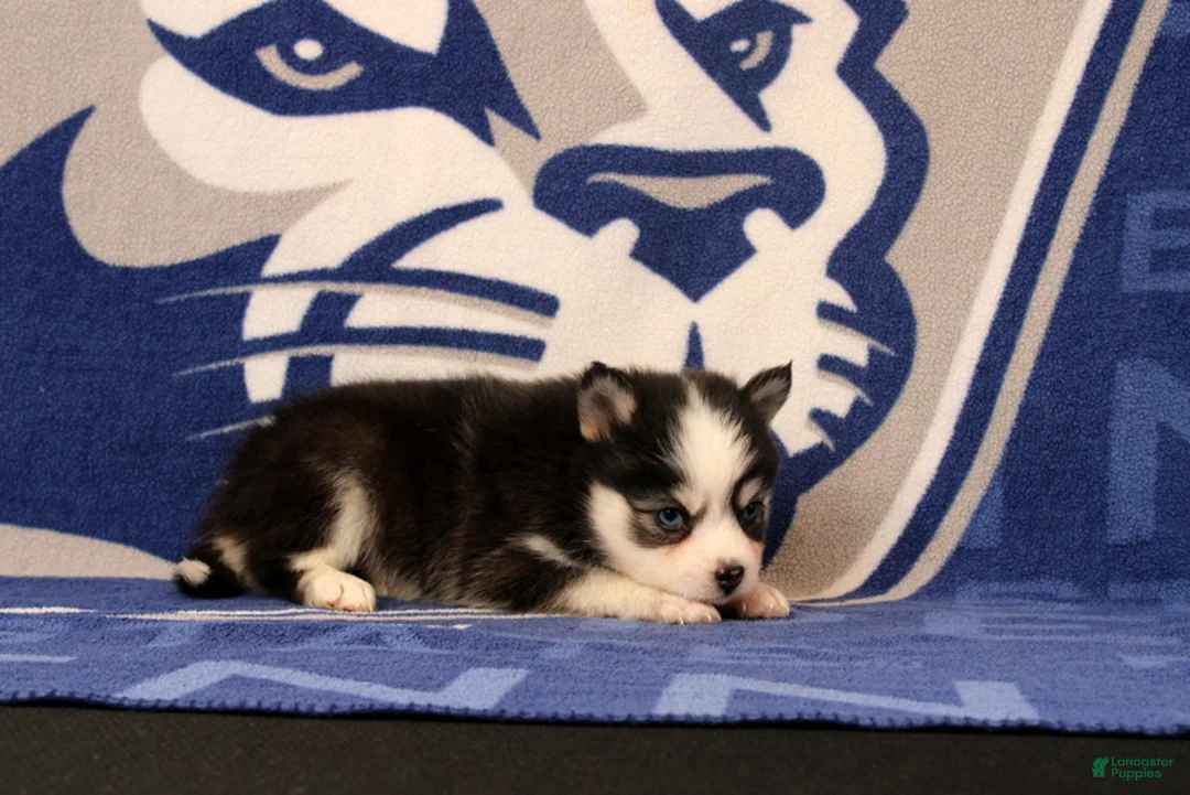 Pomsky dogs for sale: Lyric - Ad 4