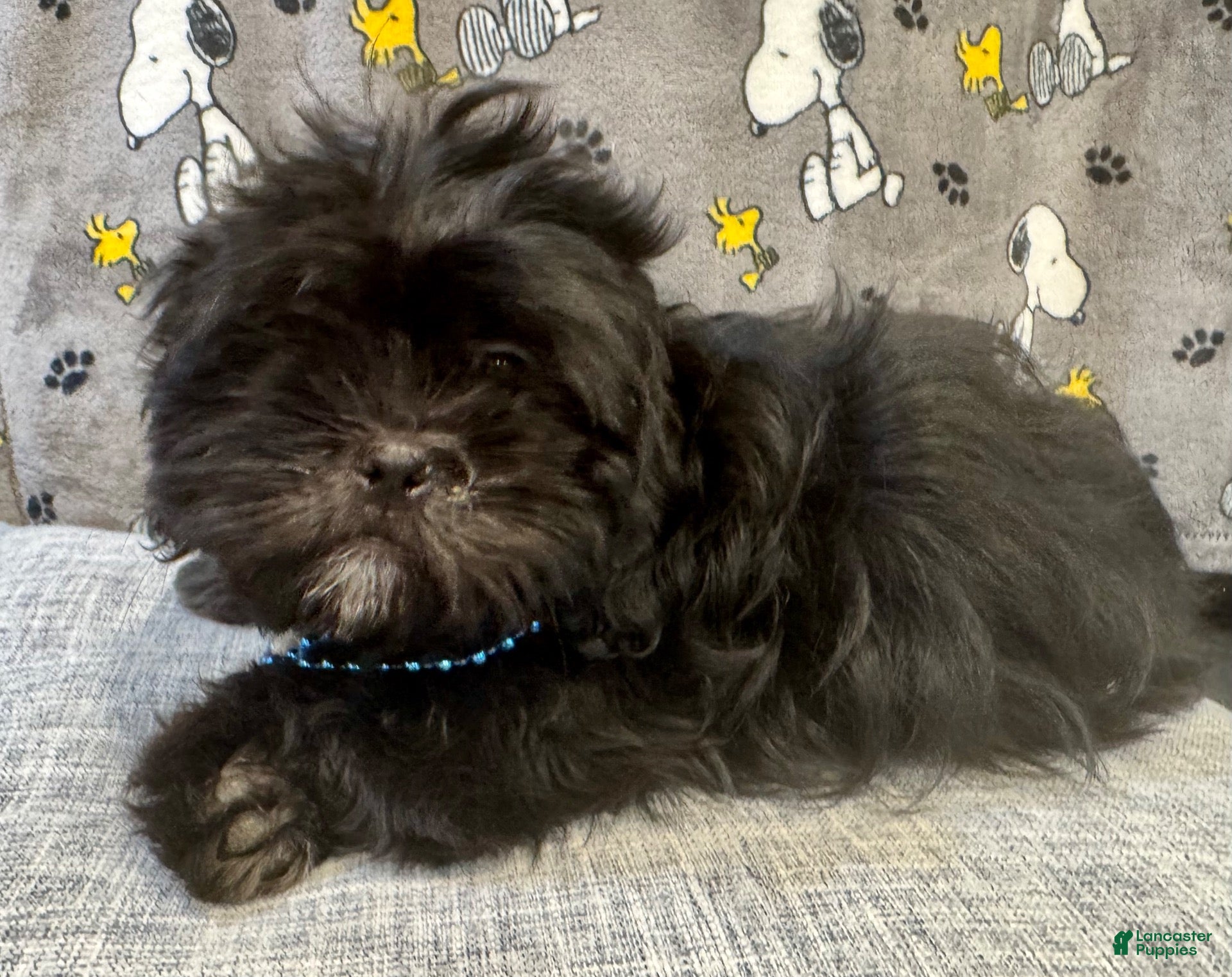 Shih Tzu dogs for sale: Scar - Ad 24