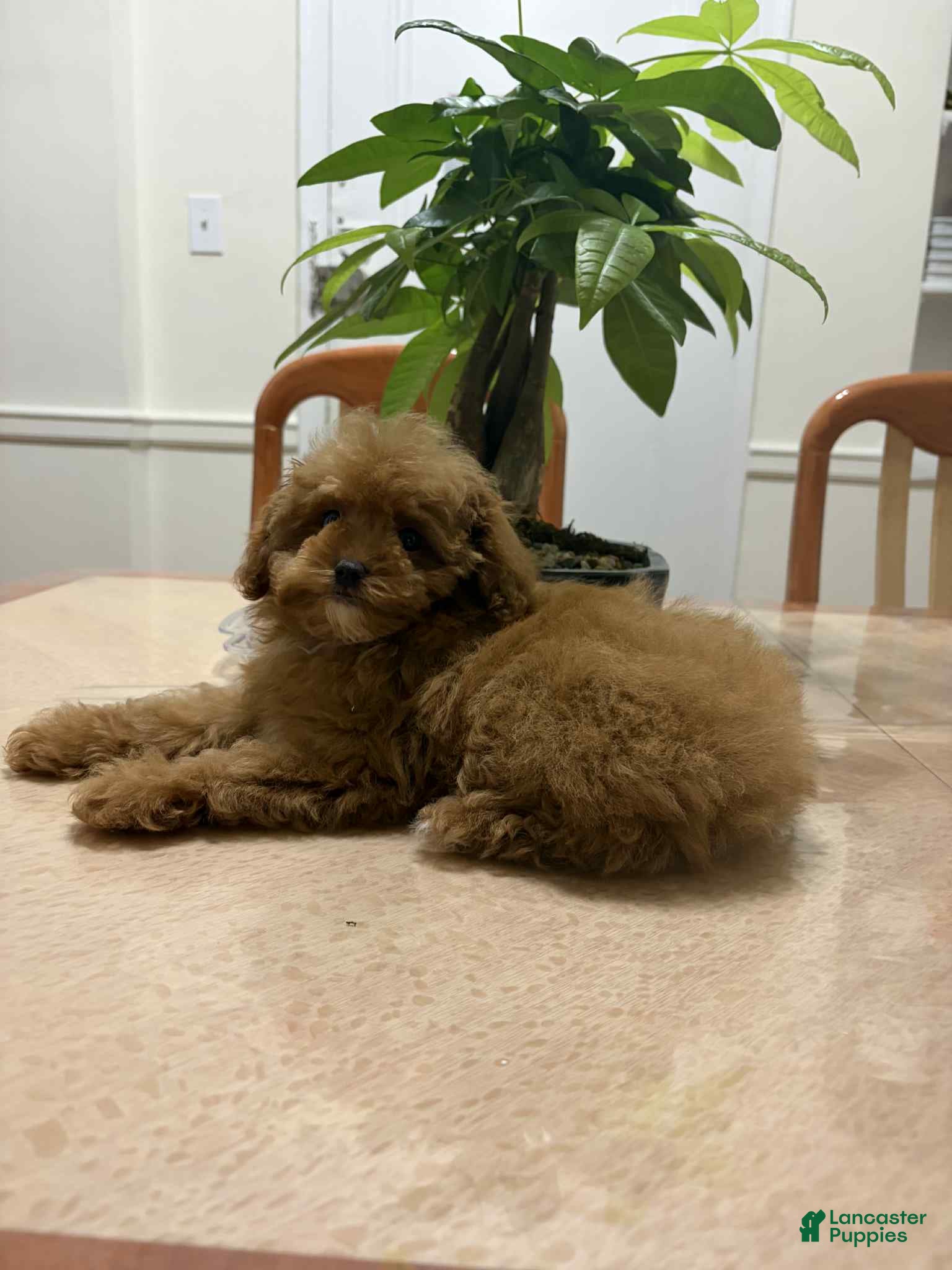 Toy Poodle dogs Liz - Ad 30