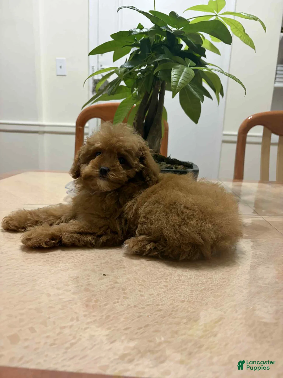 Toy Poodle dogs for sale: Liz - Ad 1