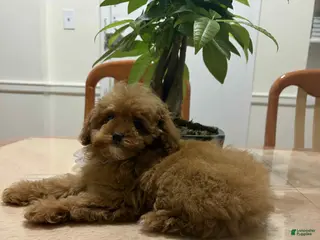 Toy Poodle dogs Liz - Ad 30