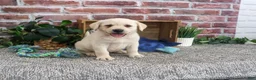 Labrador Retriever dogs for sale: Ranger - Ad 3