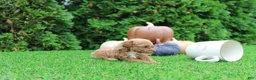 Toy Poodle dogs for sale: AKC Ezra(tiny) - Ad 7
