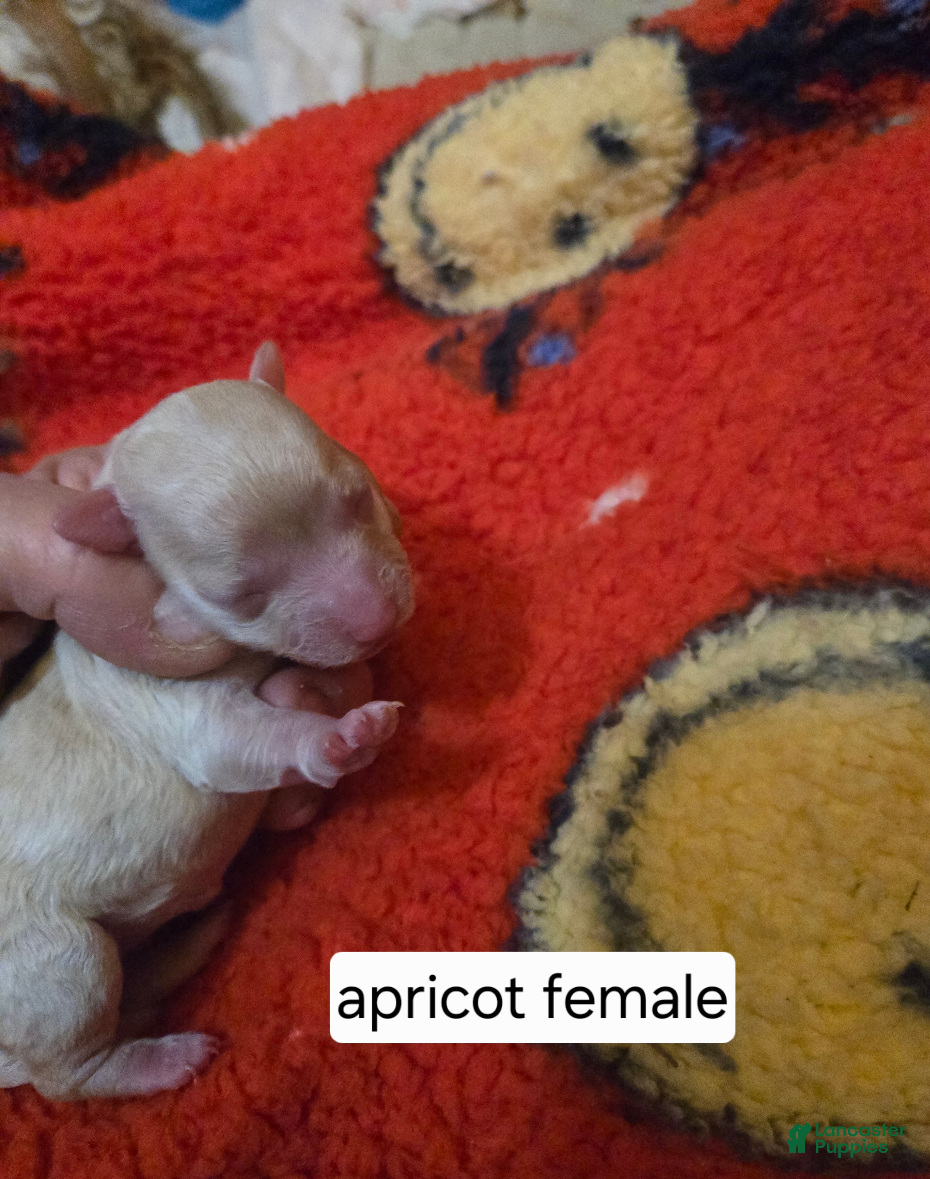 Doxiepoo dogs Doxiepoo Puppy 4 - Ad 4