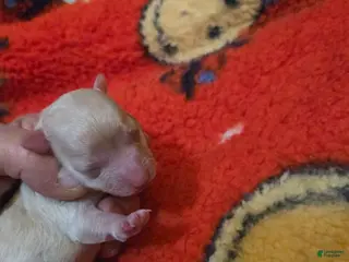 Doxiepoo dogs Doxiepoo Puppy 4 - Ad 29