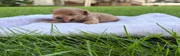 Mini Goldendoodle dogs for sale: Jazz Mini Goldendoodle  - Ad 4