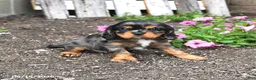 Cavalier King Charles Spaniel dogs for sale: Dallas - Ad 2