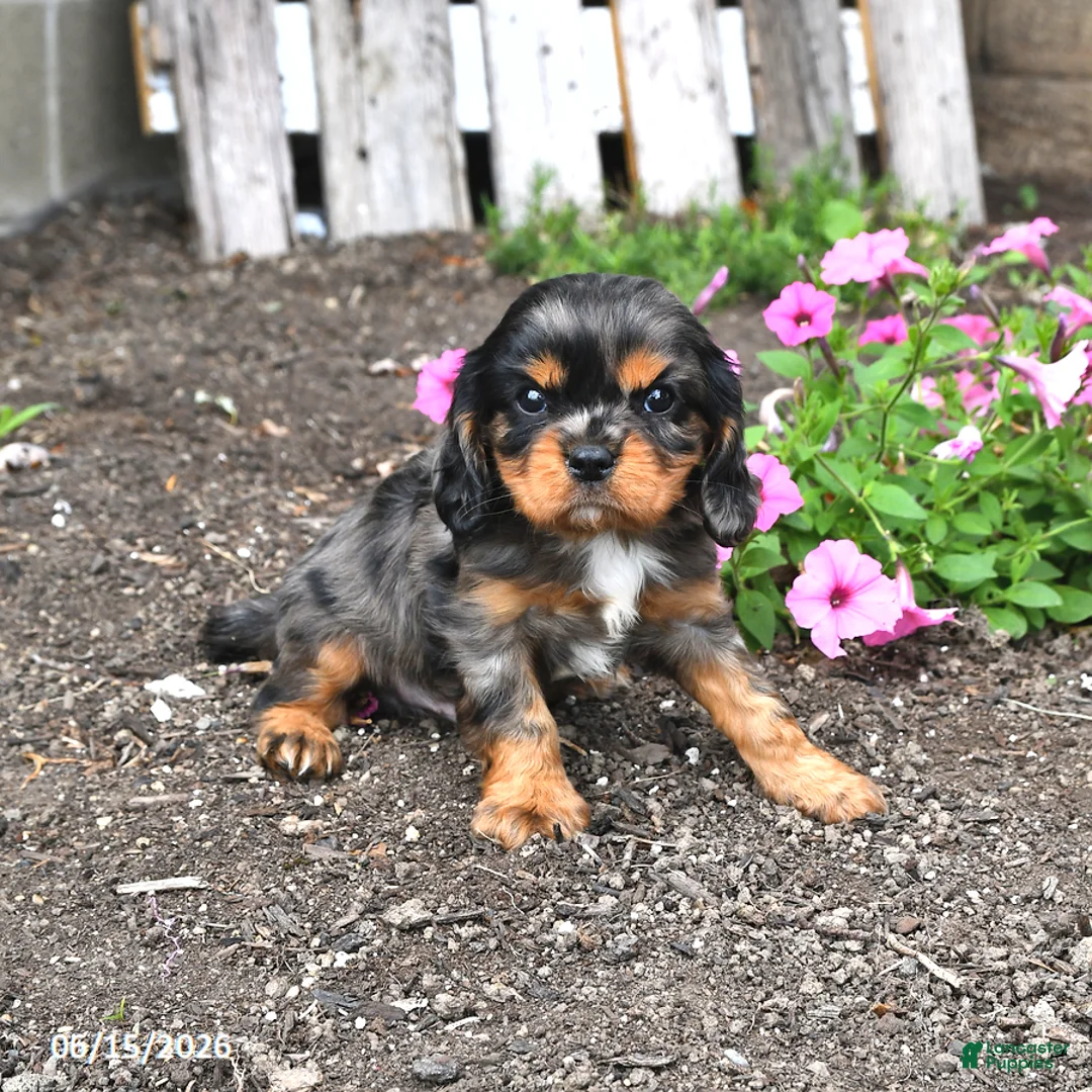 Cavalier King Charles Spaniel dogs for sale: Dallas - Ad 2