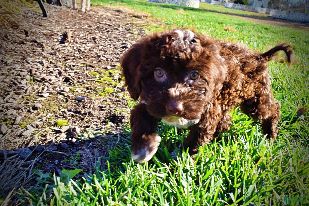 Havapoo dogs for sale: Sunny - Ad 11