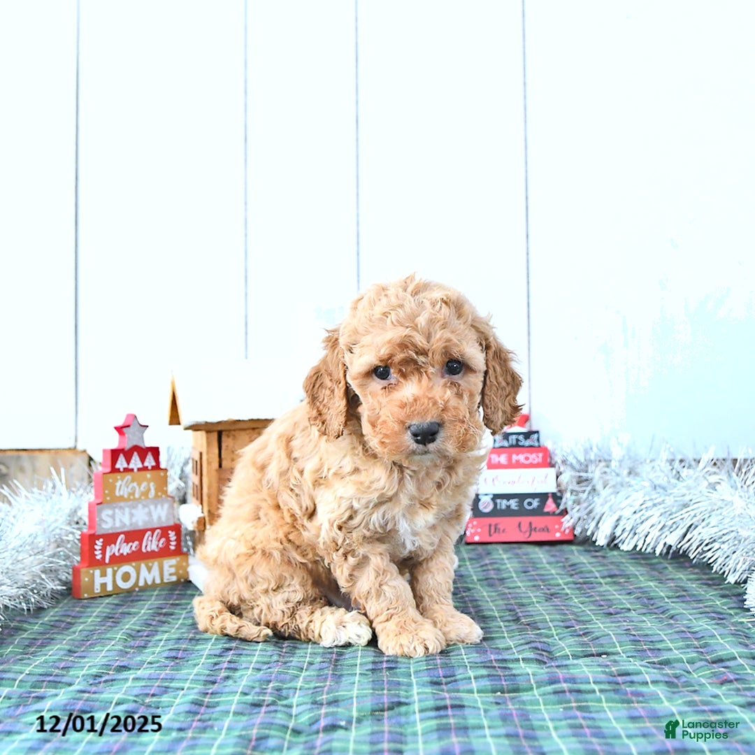 Mini Goldendoodle dogs for sale: Ned - Ad 3