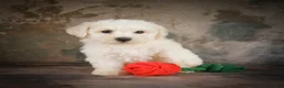 Bichon Frise dogs for sale: Buddy - Ad 5