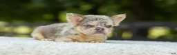 French Bulldog dogs for sale: Lacy - Ad 10