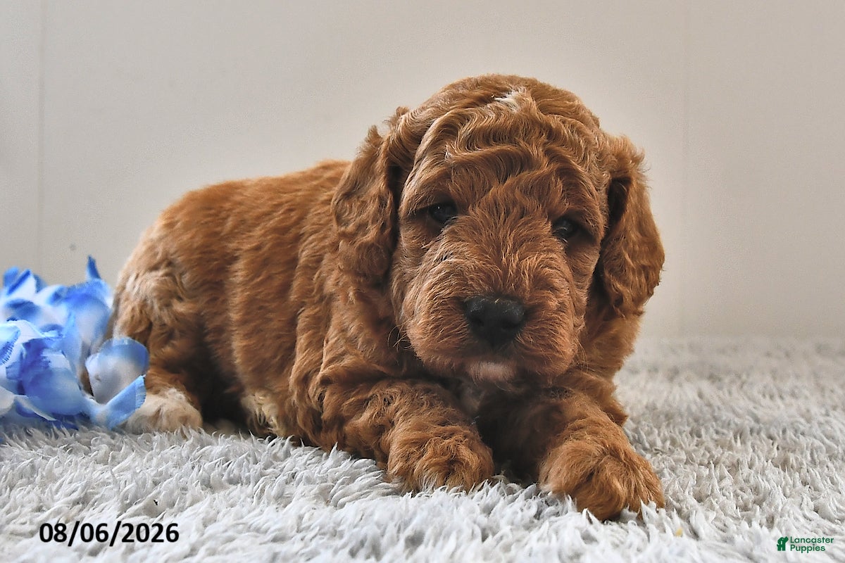 Mini Goldendoodle dogs Milo  - Ad 2