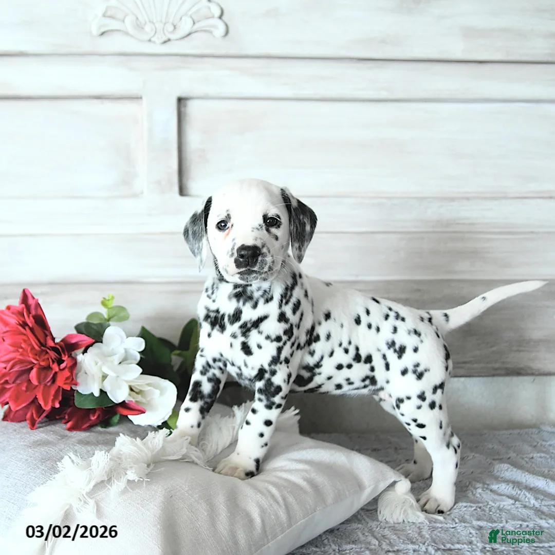 Dalmatian dogs for sale: Gracie - Ad 1