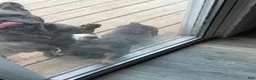 French Bulldog dogs for sale: Kash - Ad 3
