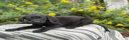 Mixed Breed dogs for sale: Georgie - Ad 9