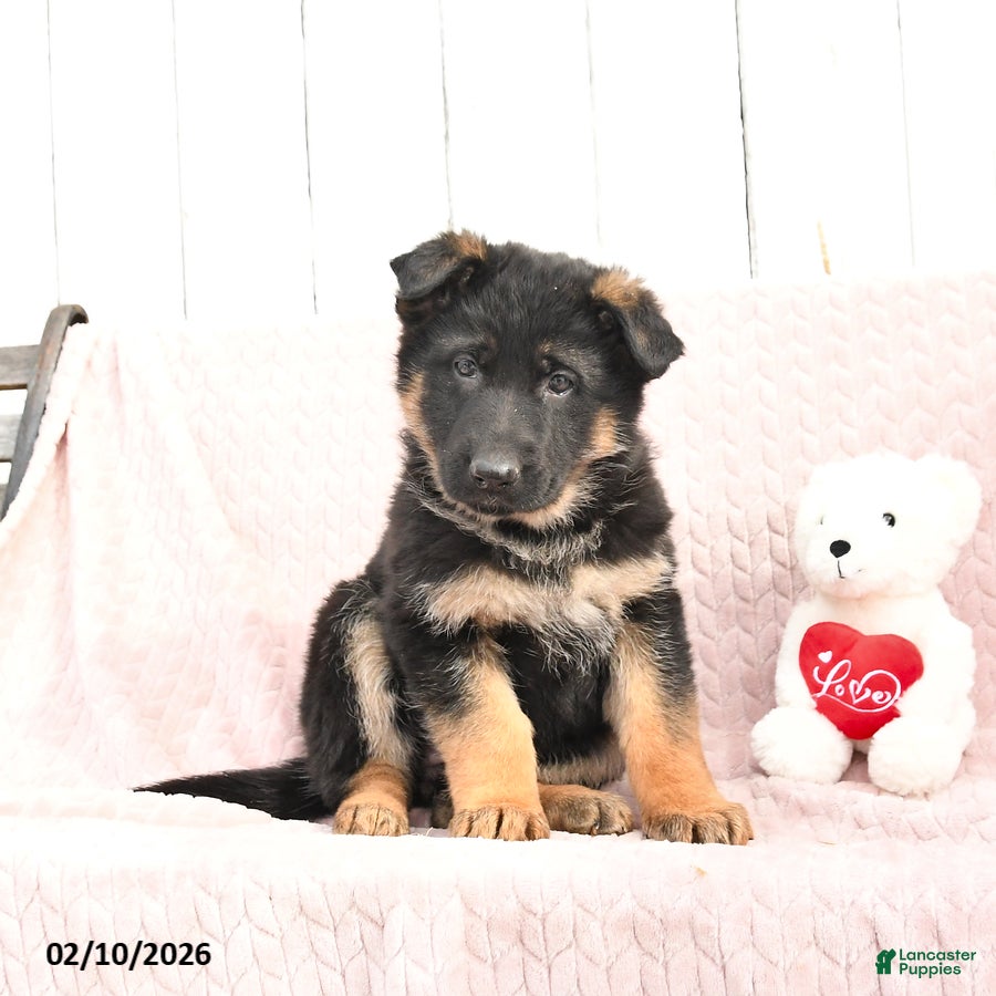 German Shepherd dogs Sienna - Ad 2