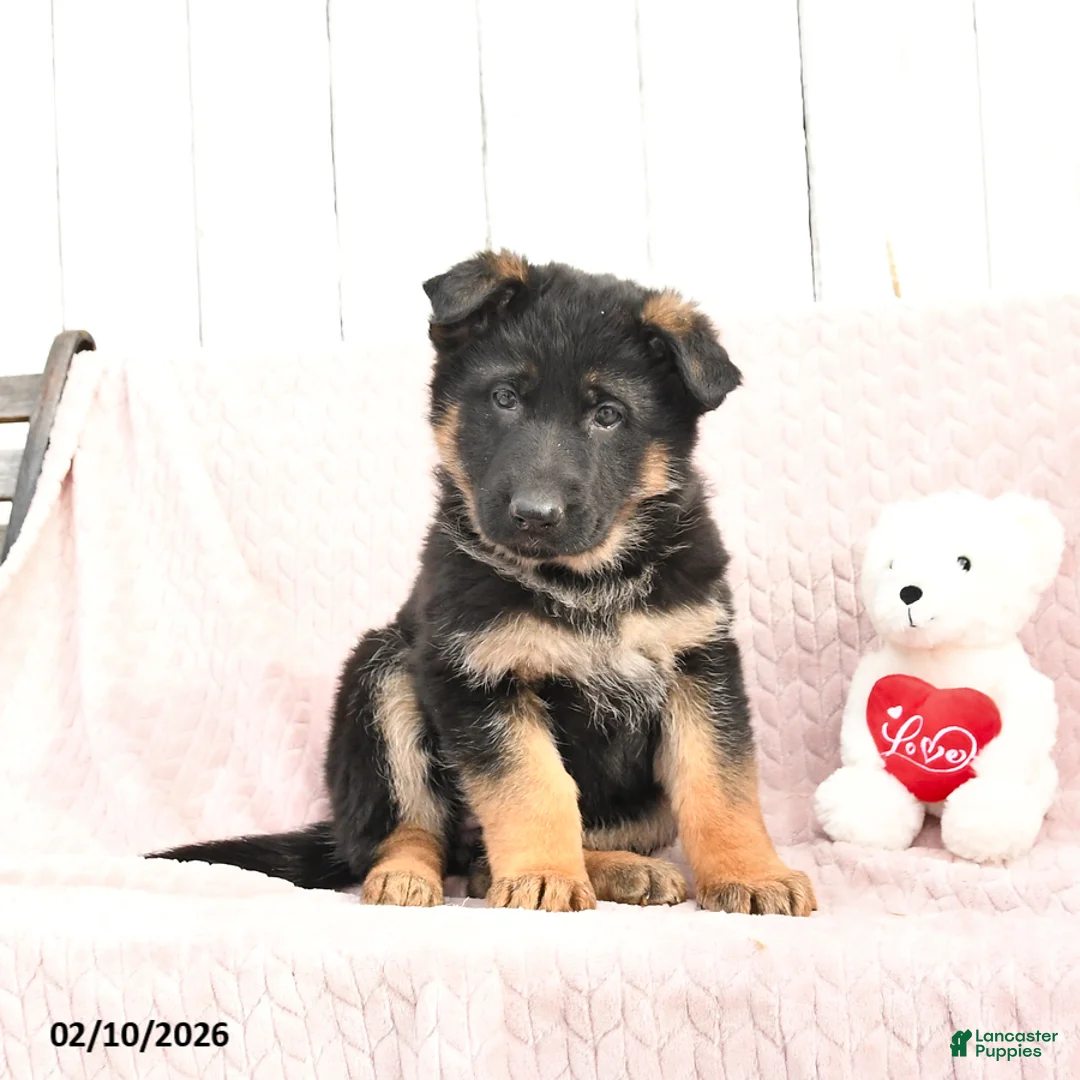 German Shepherd dogs for sale: Sienna - Ad 2