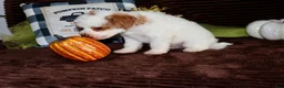 Mini Goldendoodle dogs for sale: Mini Goldendoodle 2 - Ad 6