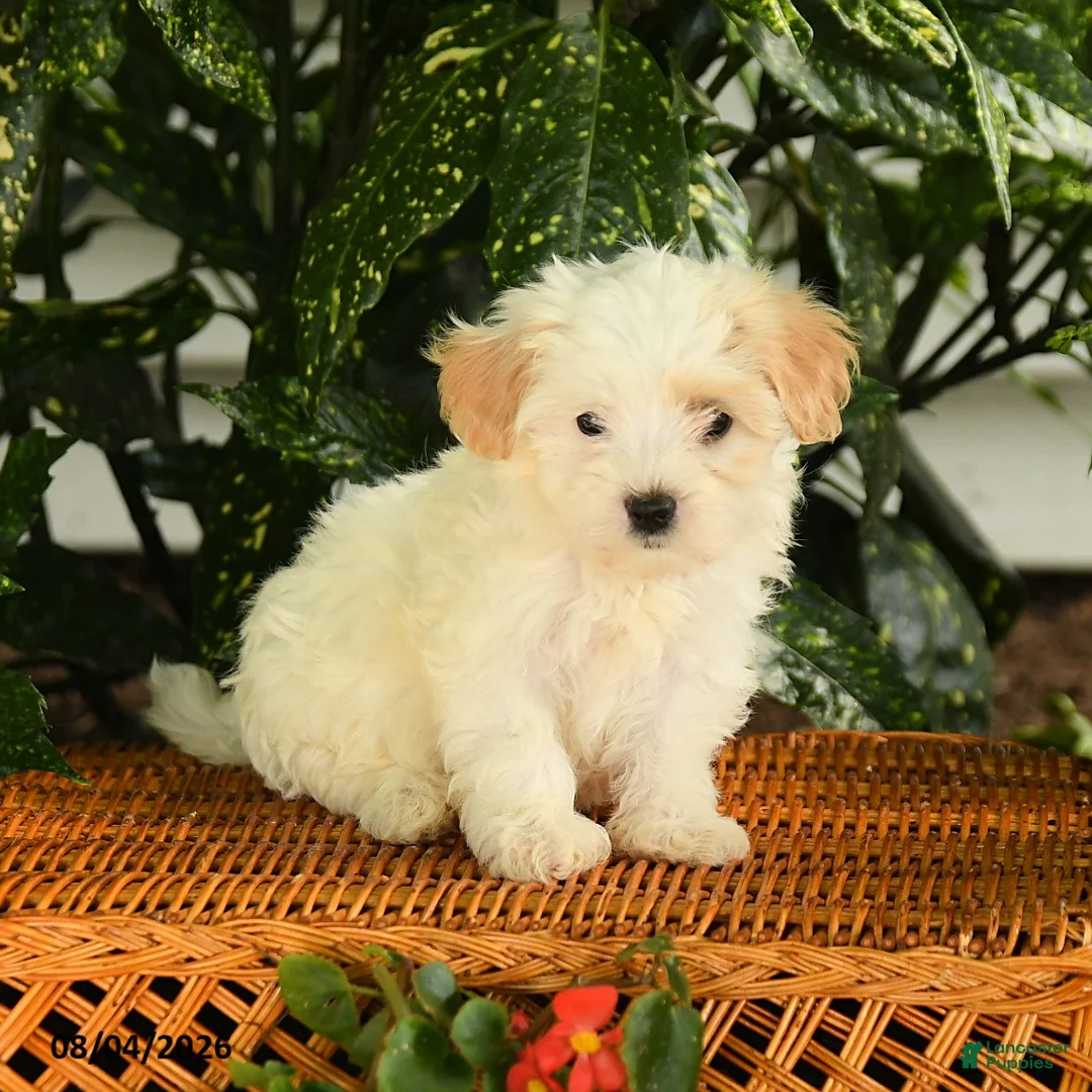 Maltipoo dogs for sale: Phebe - Ad 3