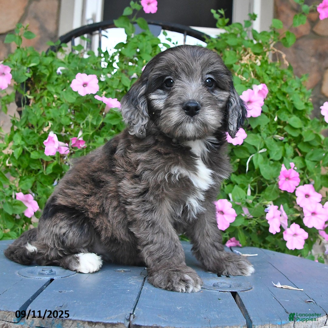 Mixed Breed dogs for sale: Paris - Ad 3