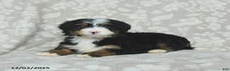 Mini Bernedoodle dogs for sale: Teddy - Ad 4