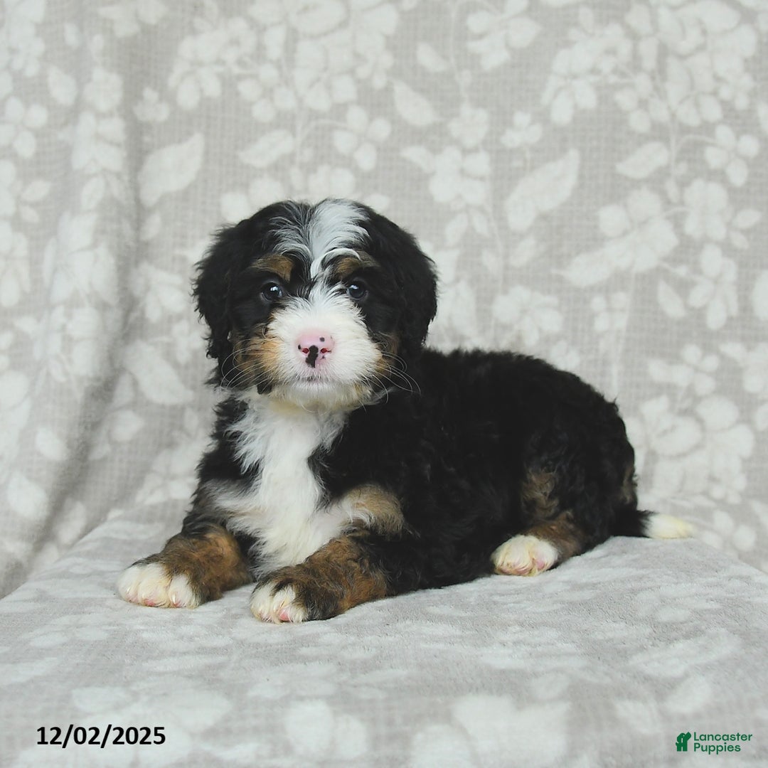 Mini Bernedoodle dogs for sale: Teddy - Ad 4