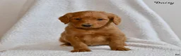 Goldendoodle dogs for sale: Daisy - Ad 3