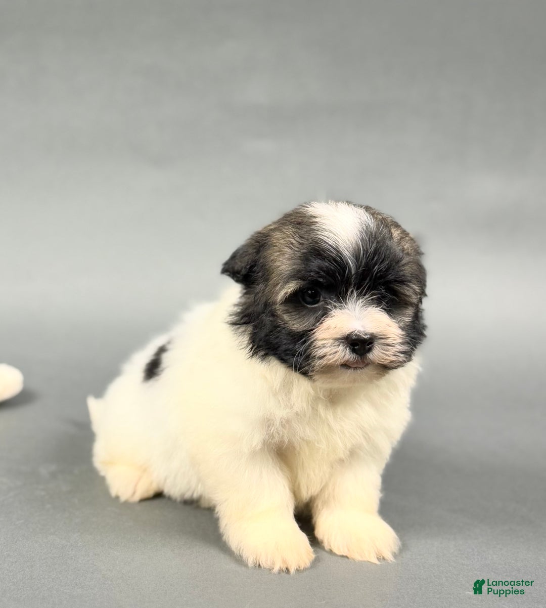 Havanese dogs for sale: TATUM - Ad 2