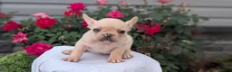 French Bulldog dogs for sale: Xavier - Ad 9