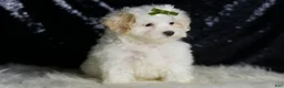 Maltipoo dogs for sale: Chunky - Ad 2