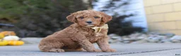 Mini Goldendoodle dogs for sale: Lily - Ad 4