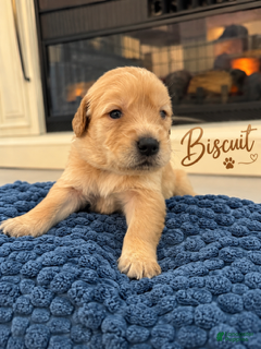 Golden Retriever dogs for sale: Biscuit - Ad 1