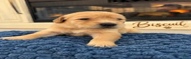 Biscuit