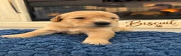 Golden Retriever dogs for sale: Biscuit - Ad 1