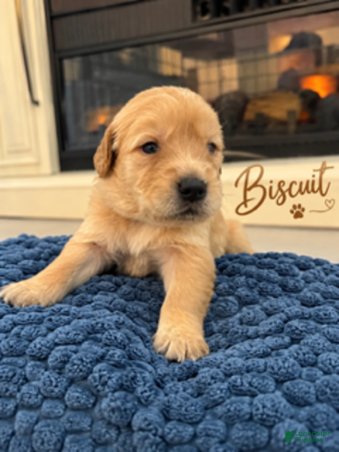 Golden Retriever dogs for sale: Biscuit - Ad 1